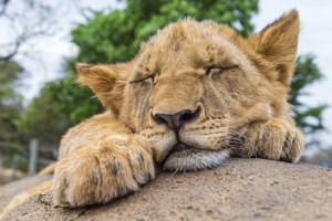 Photo by Tambako The Jaguar CC-BY-ND